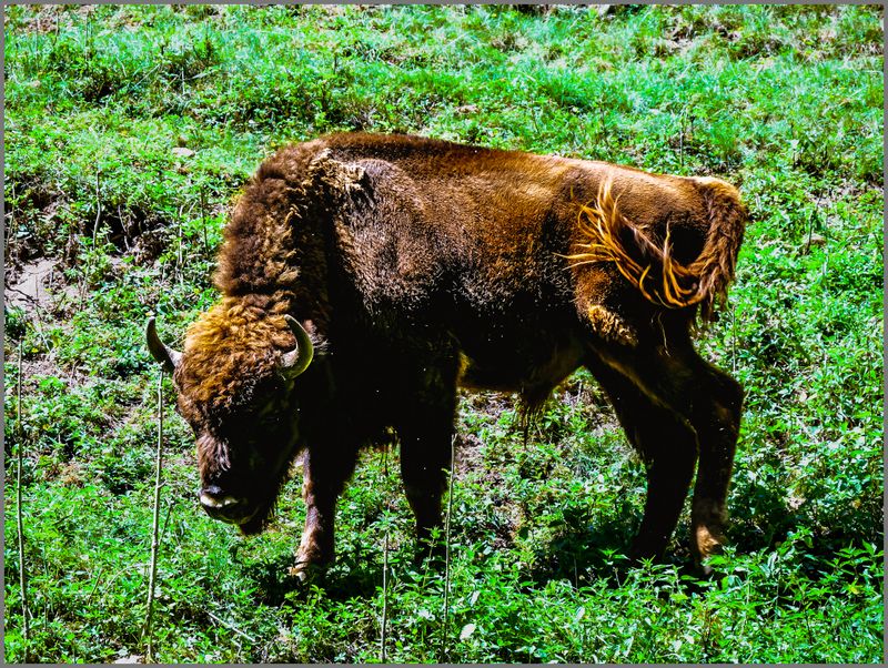 Wisent