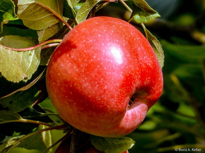Apfel