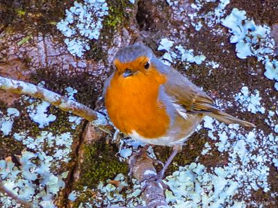 Robin 