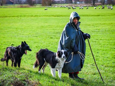 The Shepherd