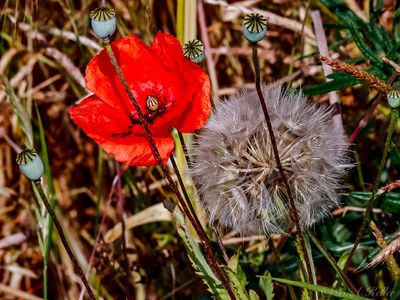 Poppy flower