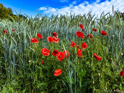 Sommerfeld