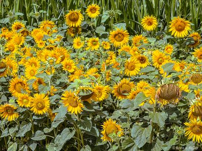 Sonnenblumen