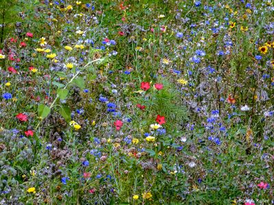 Blumenwiese