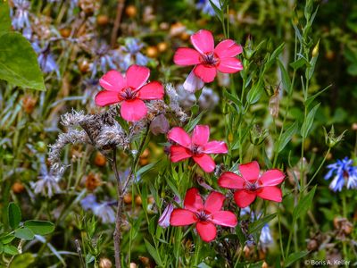Roter Lein