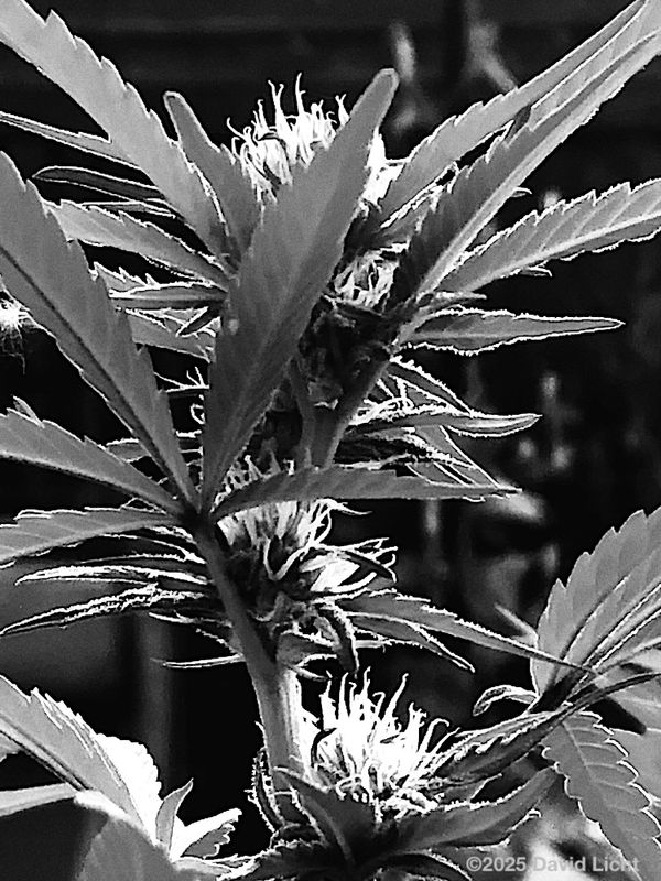 g13/57/743557/2/175712259.2f3c1636.JPEG