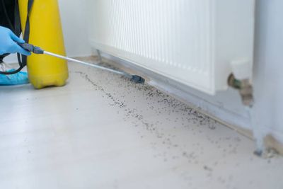 Professional Pest Control Services Throughout Norway for Houses