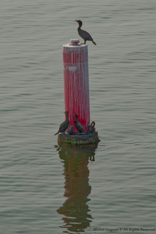 Cormorants on a buoy