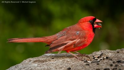 Birds in Natrure