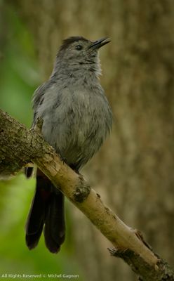 Gray Catbird