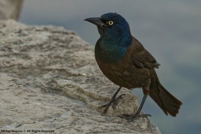 Common Grackle