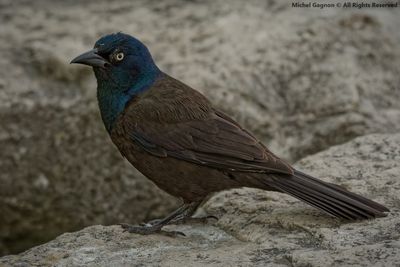  Common Grackle