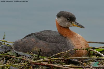 Red-necked Grebe