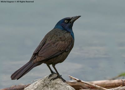 Birds in Natrure