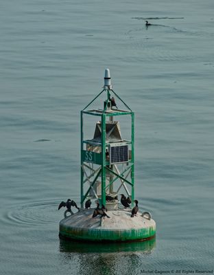 Cormorants on a buoy
