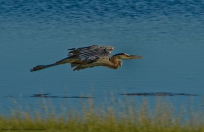 Great Blue Heron at the Dune de Bouctouche