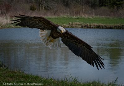 American Bald Eagle