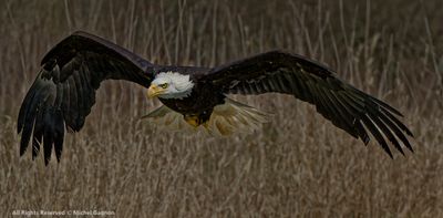 American Bald Eagle