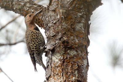 Cuban Yellow-shafted Flicker
