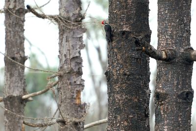 foraging on burnt trees