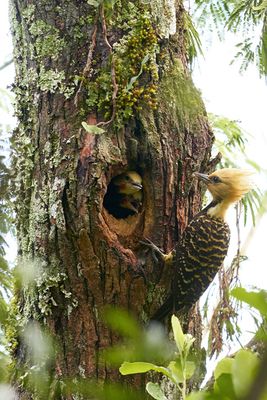 female with nestlings