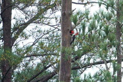 pine plantation nest