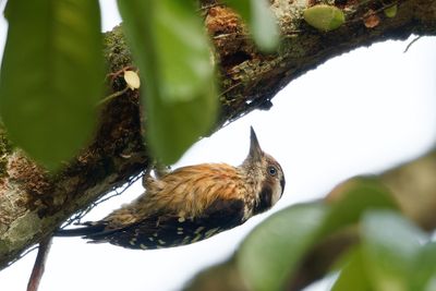 Grey-capped Pygmy Woodpecker, Borneo