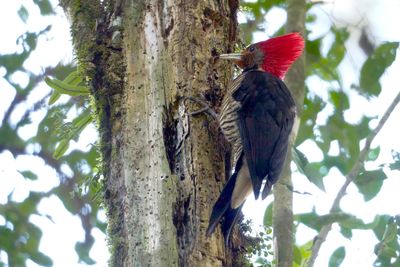foraging female