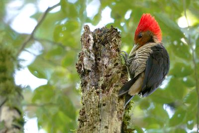resting female