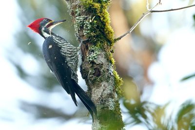 Lineated Woodpecker