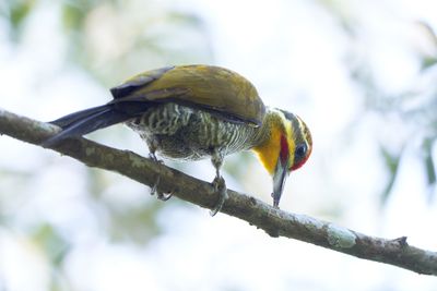 Yellow-browed Woodpeker
