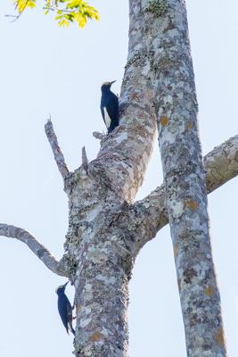 Brazil, Cerrado