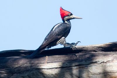 PicidPics: Recently uploaded photos