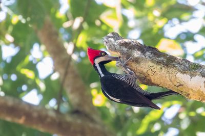 Brazil, Cerrado