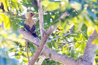 Brazil, Pantanal