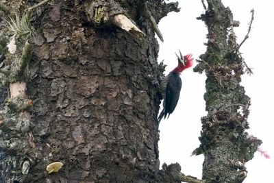 Robust Woodpecker
