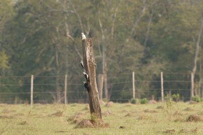 group in field