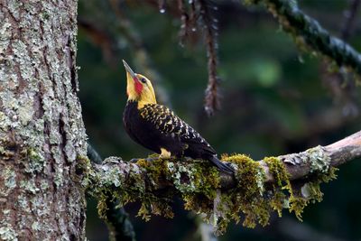Blond-crested Woodpecker