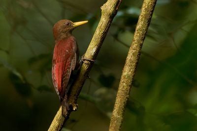 Maroon Woodpecker