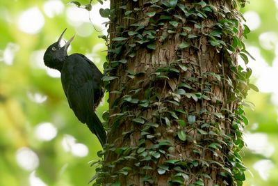 Northern Sooty Woodpecker