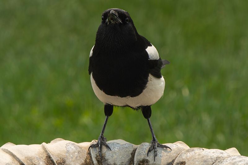 Spring Magpie