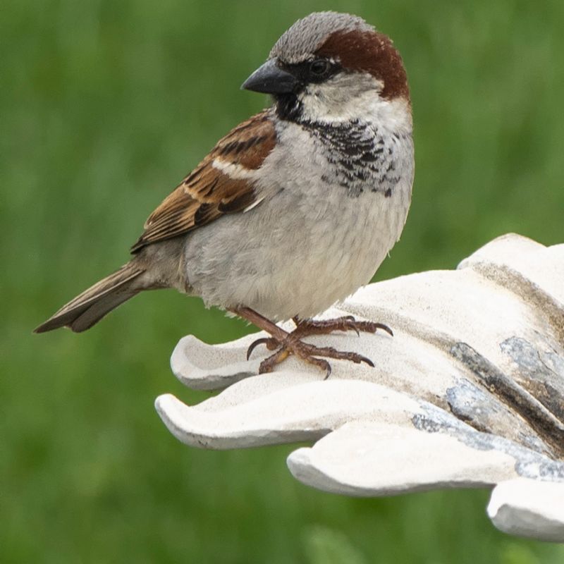 Male Sparrow