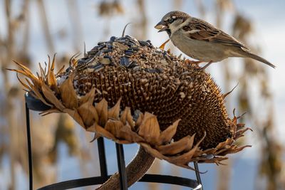 Male Sparrow Feeding