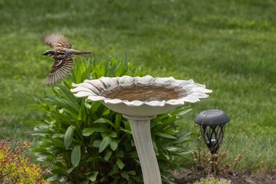 Male Sparrow in-flight