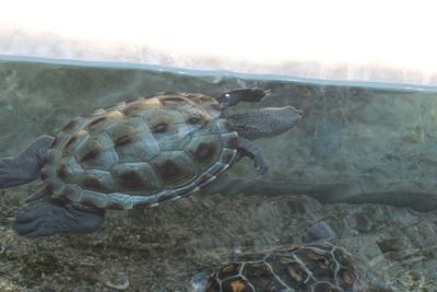 Tarpon Springs Aquarium