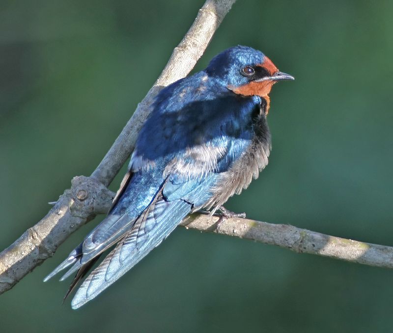 Angola Swallow