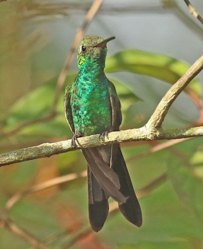 Cuban Emerald