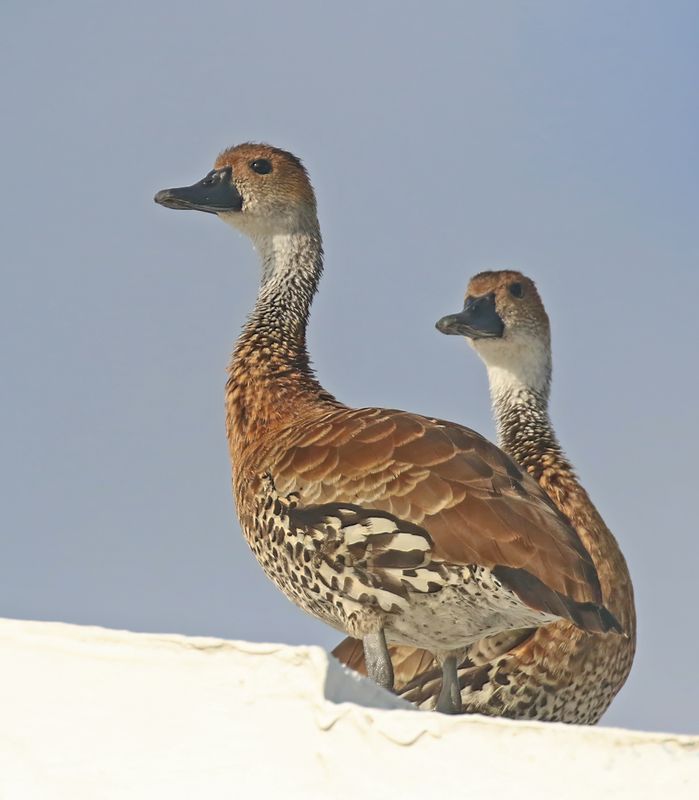 West Indian Whistling-Duck