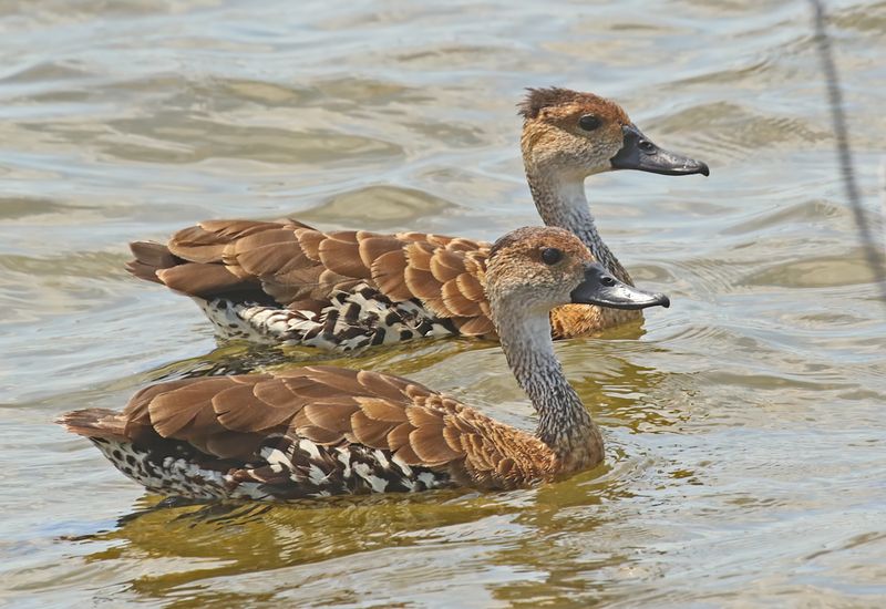 West Indian Whistling-Duck