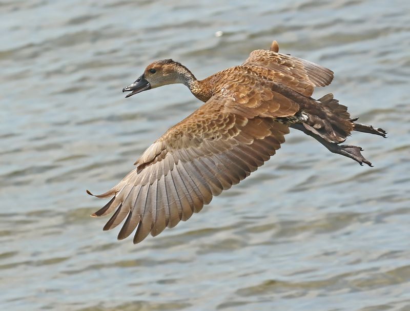 West Indian Whistling-Duck